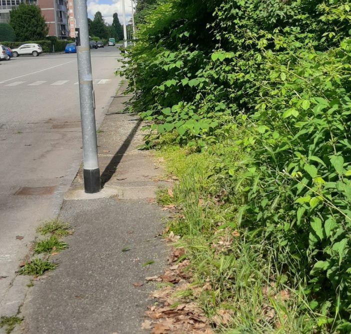 Erba alta e buche in città. Leone: "Biella soffre di una carenza eclatante di manutenzione ordinaria"