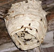 Anziano ucciso da uno sciame di calabroni