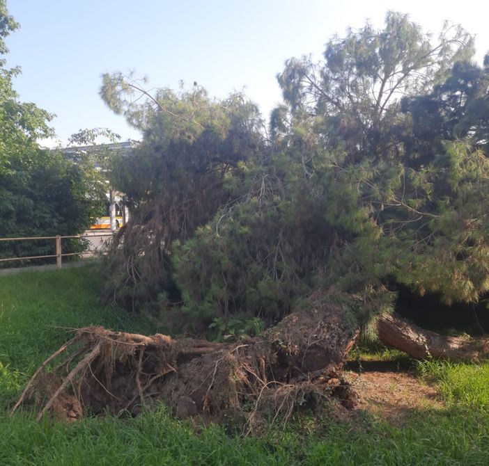 Biella, pianta caduta vicino alla stazione: la segnalazione di un lettore