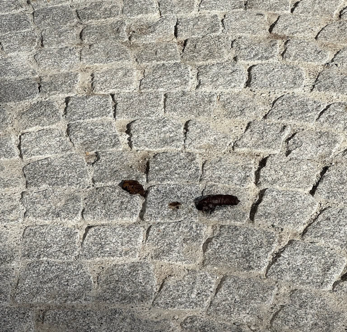 Biella, via Italia di nuovo piena di cicche e deiezioni. Moscarola: “La maleducazione regna sovrana” (foto dalla pagina Facebook di Giacomo Moscarola)