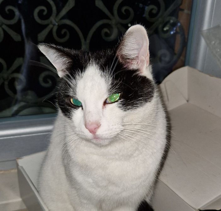 Ritrovato il gattino che si era perso nella zona del Gorgomoro a Biella