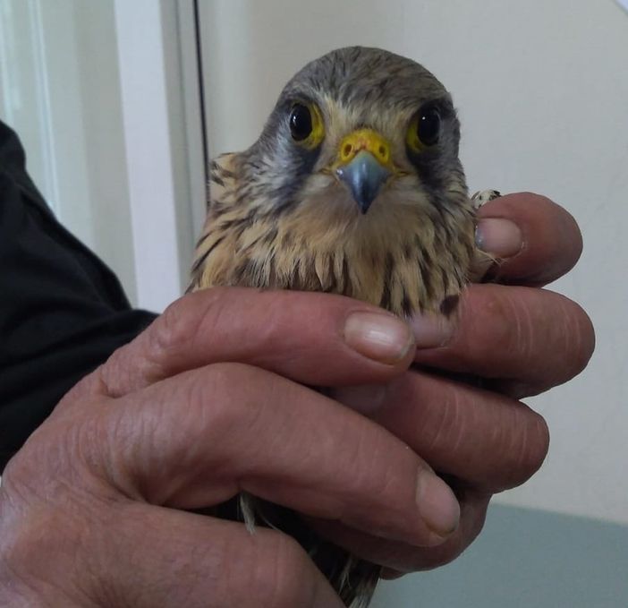 Crevacuore: gheppio messo in salvo dalla Polizia Locale