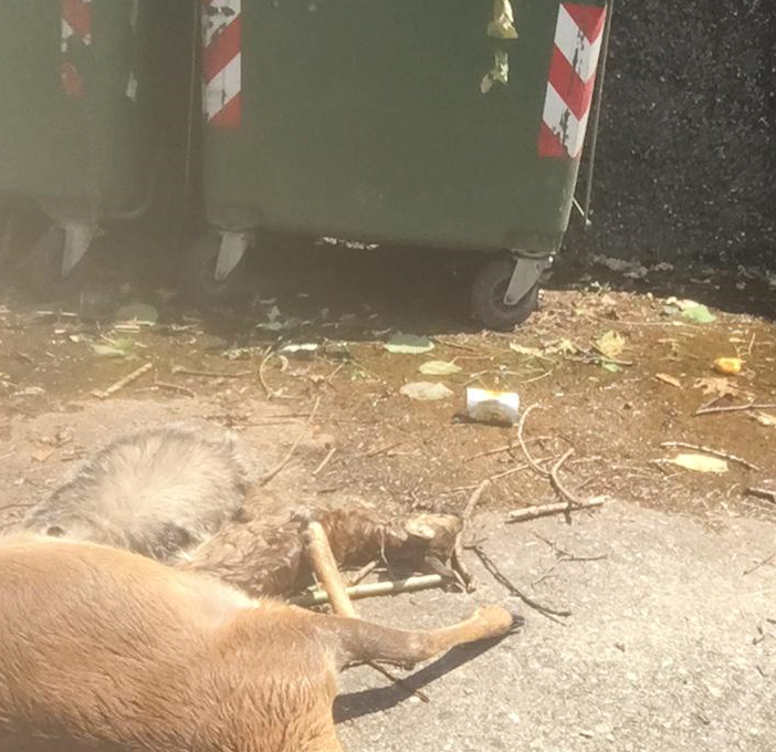 passante tollegno passante tollegno