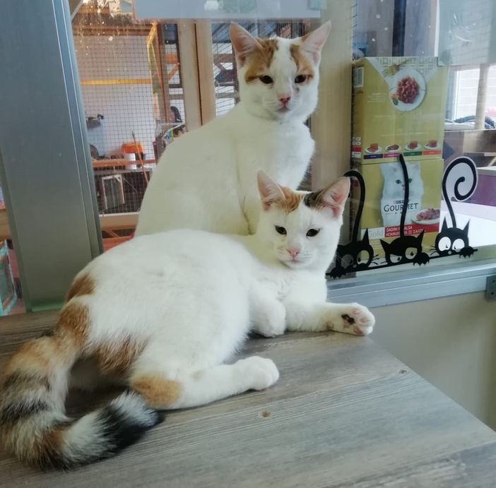 Camomilla e Milù: due gattine speciali in cerca di casa Camomilla e Milù: due gattine speciali in cerca di casa