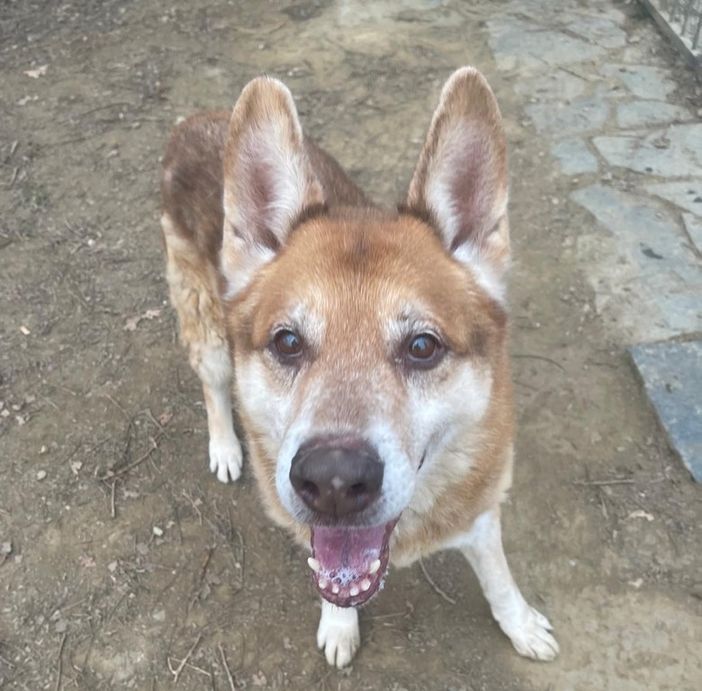 Si sta lasciando morire in un box..aiutiamo Pato! si cerca per lui uno stallo, è urgentissimo!! Si sta lasciando morire in un box..aiutiamo Pato! si cerca per lui uno stallo, è urgentissimo!!