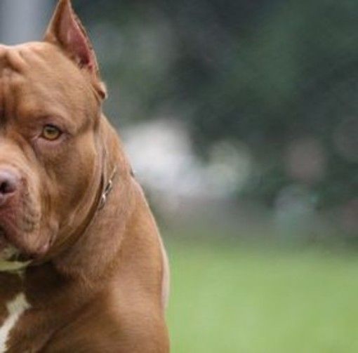 Cossato, pitbull libero aggredisce cane e padrona Cossato, pitbull libero aggredisce cane e padrona