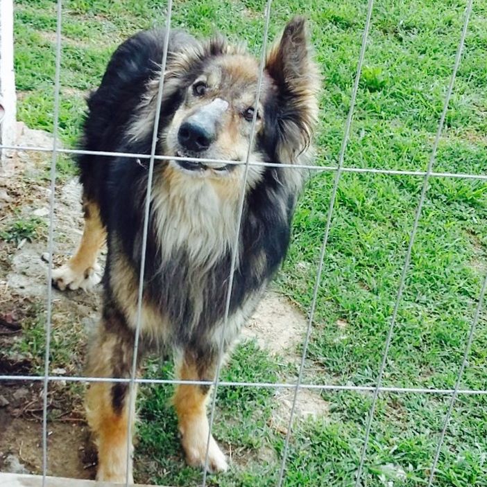 Lucky sulla sua inconfondibile Ferrari (Foto Roberto Zanella) Lucky sulla sua inconfondibile Ferrari (Foto Roberto Zanella)