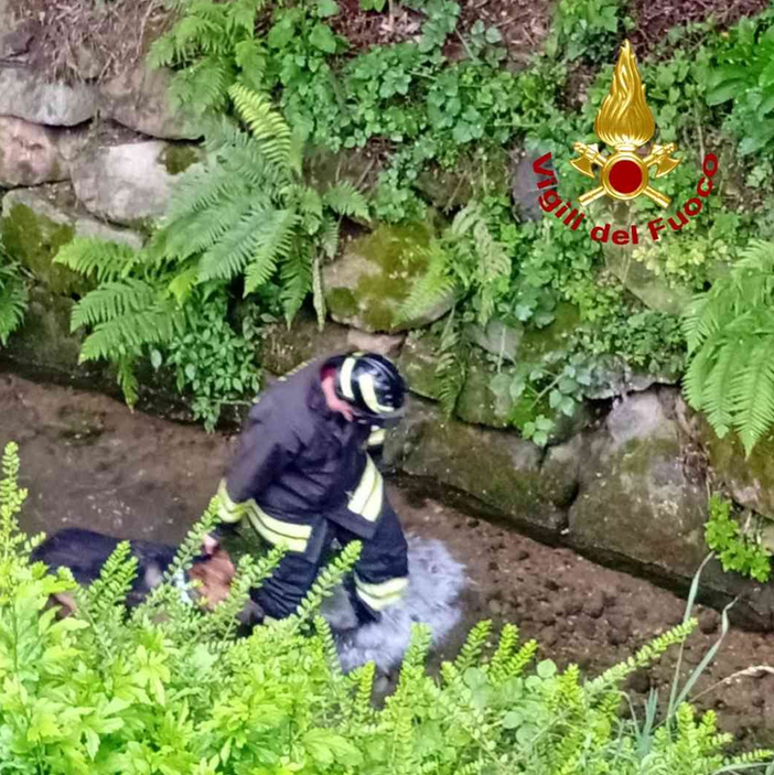 cane tavigliano cane tavigliano