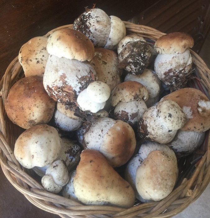 Ristorante Antico Ca d' Gamba di Romeo: Tradizione, qualità e creatività per gli amanti della buona cucina