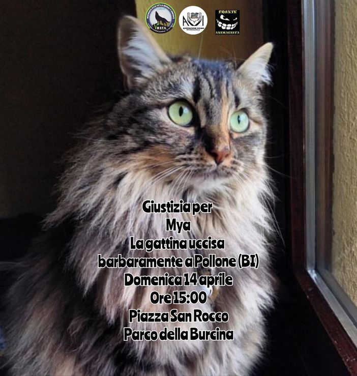 “Giustizia per Mya”, a Pollone una manifestazione per la gatta uccisa a calci