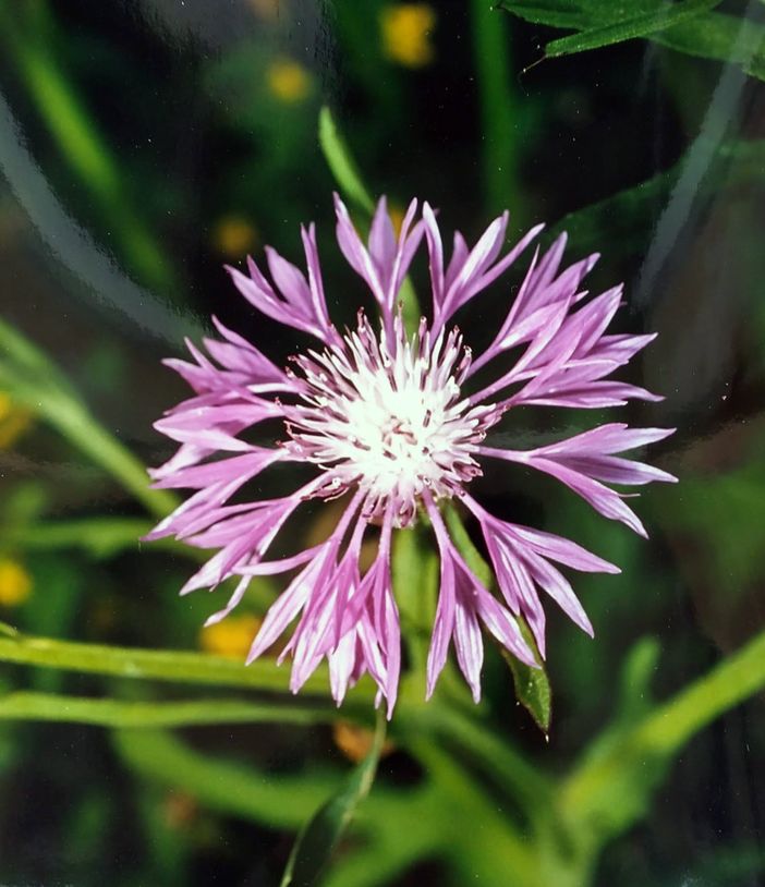 Centaurea napifolia L. Nome italiano: fiordaliso romano. Nome sardo: pani de àinu, panecuccu. Nombre en Español: flor rosado. (Archivio Biblioteca comunale G.M. Dettori, Tempio Pausania per “Su Nuraghe” di Biella).