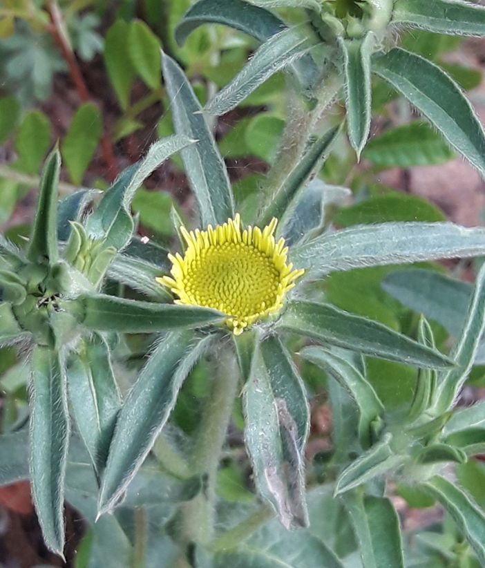 Pallenis spinosa subsp. spinosa. Nome italiano, Asterisco, Astro spinoso. Nome sardo, Sproni de oru (foto di Davide Marras, Alghero).