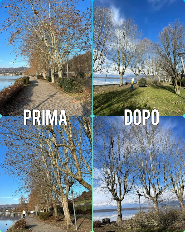 Viverone, al via la potatura dei platani: il legno diventa rifugio per i pesci del lago (foto dalla pagina Facebook di Viverone Insieme)