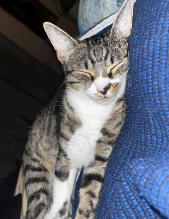 chanel gatta chanel gatta