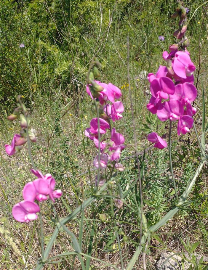 Lathyrus latifolius. Nome italiano: cicerchia a foglie larghe. Nome sardo: pisu fa, denti becciu, denti di 'eccia, fravaria, basoleddu, chericu, cherigu, pisu de colore, piseddu areste. Español: guisante salvaje, guija loca, gallito, arvejana. Lathyrus latifolius. Nome italiano: cicerchia a foglie larghe. Nome sardo: pisu fa, denti becciu, denti di 'eccia, fravaria, basoleddu, chericu, cherigu, pisu de colore, piseddu areste. Español: guisante salvaje, guija loca, gallito, arvejana.