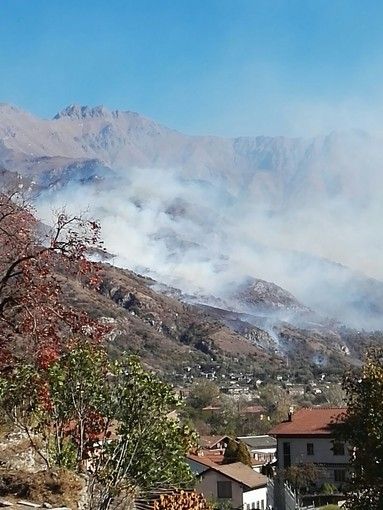 Coldiretti: "Serviranno 15 anni per ricostruire i boschi bruciati dagli incendi" Coldiretti: "Serviranno 15 anni per ricostruire i boschi bruciati dagli incendi"