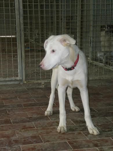 Dolcissimo cucciolo bianco in cerca di un'adozione