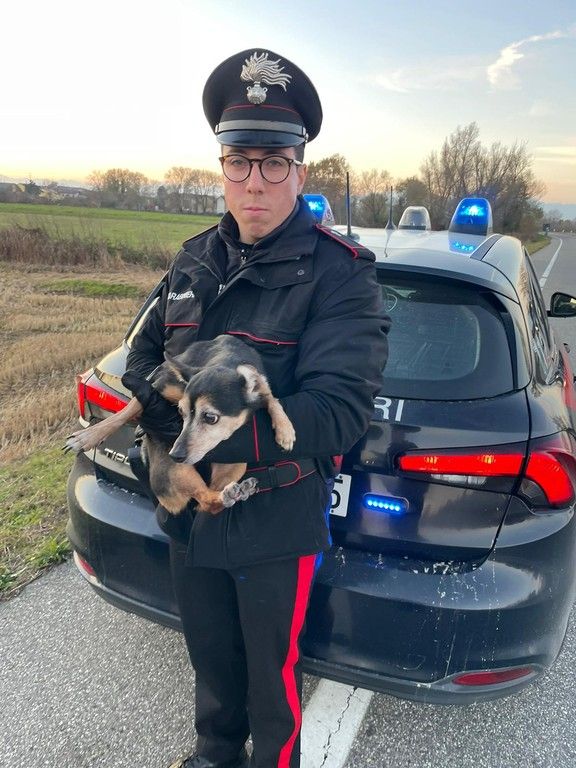 cagnolina carabinieri