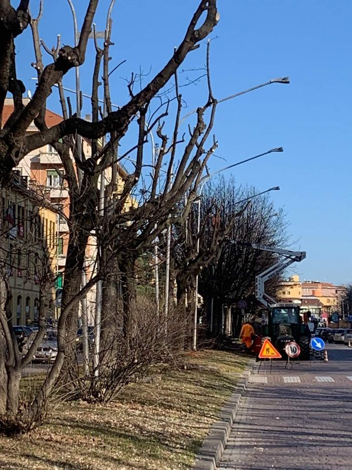 lavori potatura lavori potatura