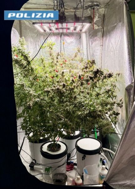 Dal Nord Ovest - Aveva una serra speciale per coltivare marijuana in casa: arrestato per spaccio