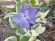 Vinca major. Nome italiano: Pervinca maggiore. Nome sardo: Pruninca. Español: Hierba doncella. Diffusa in Europa meridionale e nel Caucaso. In Sardegna, la specie endemica caratterizzata da sepali appuntiti, è impiegata nei riti del matrimonio costantiniano per formare "tediles", cercini e per "s'arramadura", l'infiorata allestita sulla soglia della casa degli sposi; inoltre, è presente tra i fiori destinati alle persone morte celibi e nubili. Vinca major. Nome italiano: Pervinca maggiore. Nome sardo: Pruninca. Español: Hierba doncella. Diffusa in Europa meridionale e nel Caucaso. In Sardegna, la specie endemica caratterizzata da sepali appuntiti, è impiegata nei riti del matrimonio costantiniano per formare "tediles", cercini e per "s'arramadura", l'infiorata allestita sulla soglia della casa degli sposi; inoltre, è presente tra i fiori destinati alle persone morte celibi e nubili.