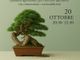 Bonsai, nutrizione e difesa biologica: a Biella il workshop con l’agronomo Andrea Tovaglieri