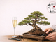“L’ApeRinvaso”, a Biella una serata tra aperitivo e arte bonsai “L’ApeRinvaso”, a Biella una serata tra aperitivo e arte bonsai