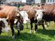 Sandigliano celebra la tradizione agricola: in corso la “Fera dla Caplina” - Servizio di Mattia Baù Sandigliano celebra la tradizione agricola: in corso la “Fera dla Caplina” - Servizio di Mattia Baù