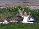 Colonie feline, accordo tra Lessona e l’associazione A.S.P.A. Animali Solo Per Amore ODV