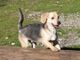 Ci sono tanti cani ma ci sono anche io Rocky! mi porti a casa con te?