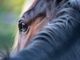 Intrappolato nel fango, salvato un cavallo al Tracciolino (foto di repertorio)