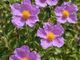 Cistus incanus. Nome italiano: cisto rosso. Nome sardo: mudeju, murdegu arrubiu o mudeju ruju. Nome spagnolo: jara, estepa. Cistus incanus. Nome italiano: cisto rosso. Nome sardo: mudeju, murdegu arrubiu o mudeju ruju. Nome spagnolo: jara, estepa.