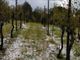 Grandine sui vigneti di Brusnengo e Gattinara Grandine sui vigneti di Brusnengo e Gattinara