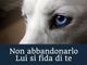 “Lui si fida di te”. Dal comune di Biella uno slogan contro l’abbandono degli animali