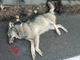 lupo ucciso
