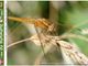 Nell’immagine, Frecciarossa femmina - Crocothemis erythraea - Foto di Walter Caterina. Nell’immagine, Frecciarossa femmina - Crocothemis erythraea - Foto di Walter Caterina.