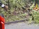 Pianta crolla sulla strada, a Sandigliano arrivano i Vigili del Fuoco (foto di repertorio)