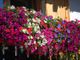 Domani a Pettinengo comincia la festa "Balcone Fiorito"