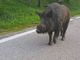 Un cinghiale per le strade del biellese Un cinghiale per le strade del biellese