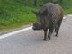 cinghiale strada cinghiale strada