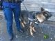 Sicurezza e contrasto allo spaccio, a Biella arriva un cane anti-droga in rinforzo alla Polizia Locale Sicurezza e contrasto allo spaccio, a Biella arriva un cane anti-droga in rinforzo alla Polizia Locale