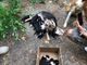 Quattro cani e 14 cuccioli abbandonati sul ciglio di una strada a Portula