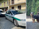 Cane abbandonato a Salussola: interviene la Polizia Locale.
