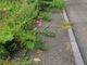 Biella, a via Donato al Villaggio Lamarmora il verde invade i marciapiedi