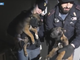 Dal Nord-ovest: cuccioli rinchiusi fra i rifiuti: "Fermate la vendita di animali online"