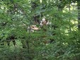 Cavalli avvistati in Burcina: di chi sono?