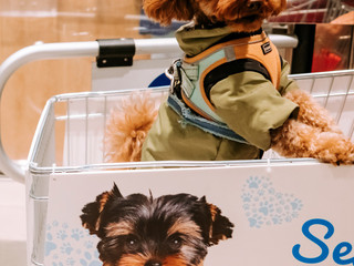 Shopping con il tuo amico a 4 zampe? Ora è possibile! Shopping con il tuo amico a 4 zampe? Ora è possibile!