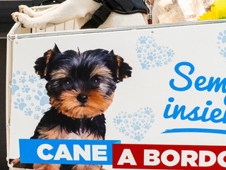 Shopping con il tuo amico a 4 zampe? Ora è possibile! Shopping con il tuo amico a 4 zampe? Ora è possibile!