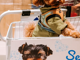 Shopping con il tuo amico a 4 zampe? Ora è possibile! Shopping con il tuo amico a 4 zampe? Ora è possibile!