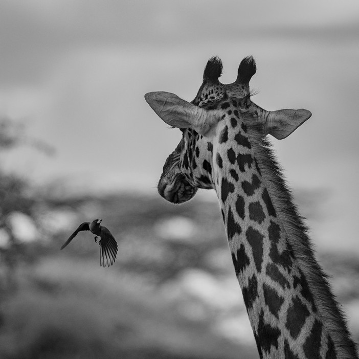 A Biella torna "Selvatica - Arte e Natura in Festival" alla 11° edizione